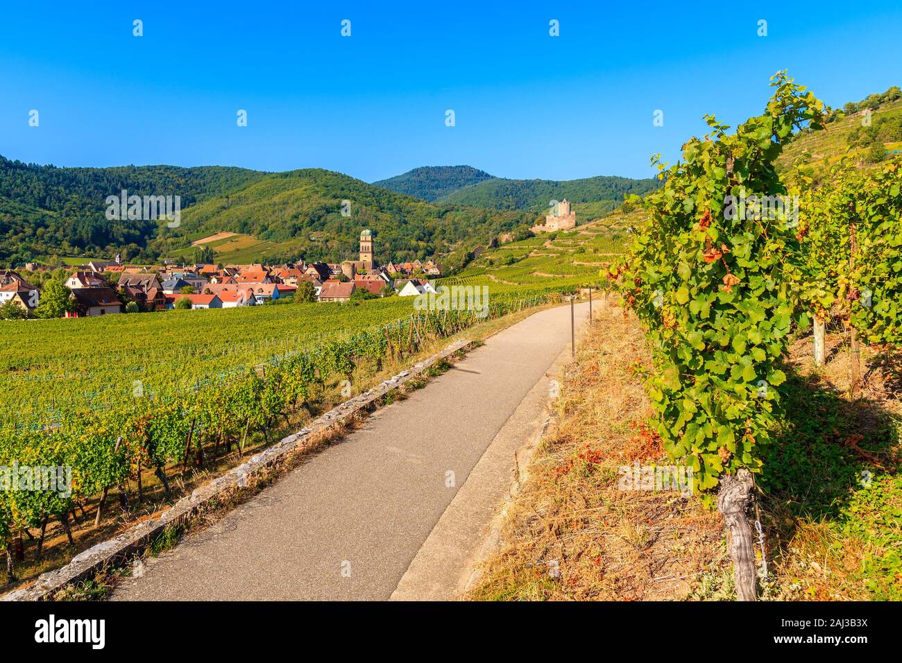 Route le long de vignes à Kaysersberg village, Alsace, France Banque D'Images