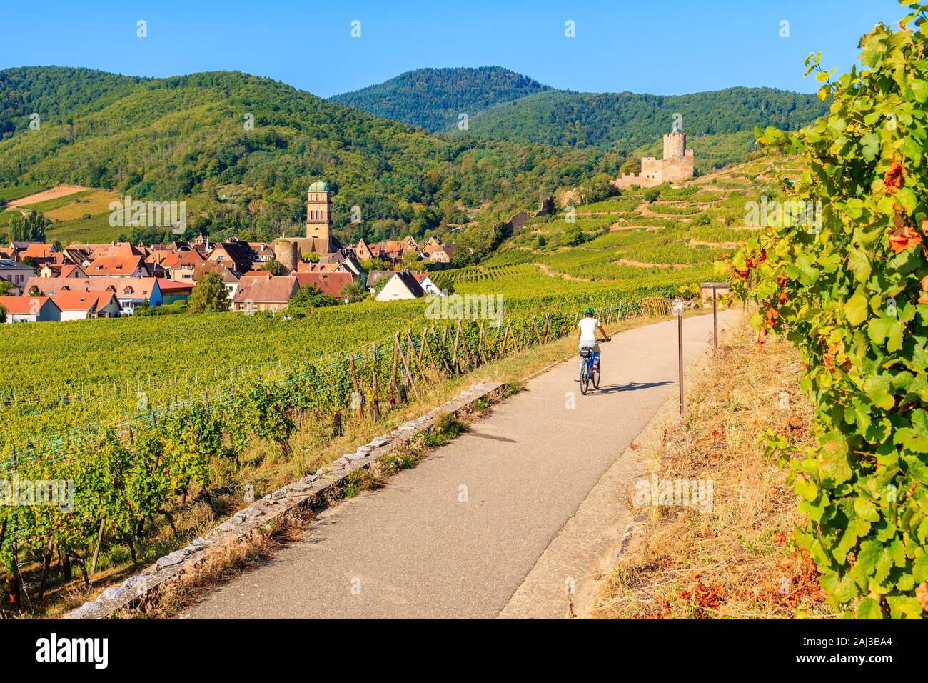 Jeune femme à vélo sur route le long des Vignes de Riquewihr à Kaysersberg village, Alsace, France Banque D'Images