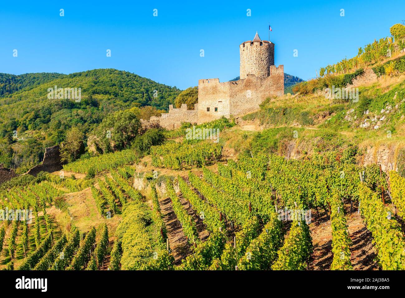 Vignobles et vue de Kaysersberg Château médiéval sur la Route des Vins d'Alsace, France Banque D'Images