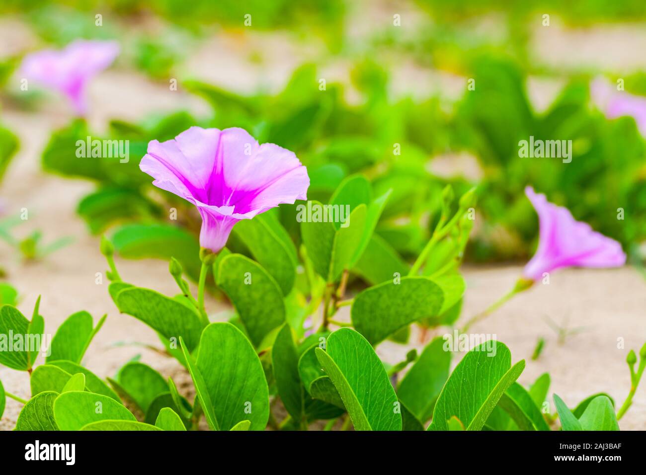 Fleurs roses de Convolvulus arvensis ou liseron des champs. C'est une espèce de liseron des champs c'est dans l'Est et rhizomateuse matin gloire famille Convolvulac Banque D'Images