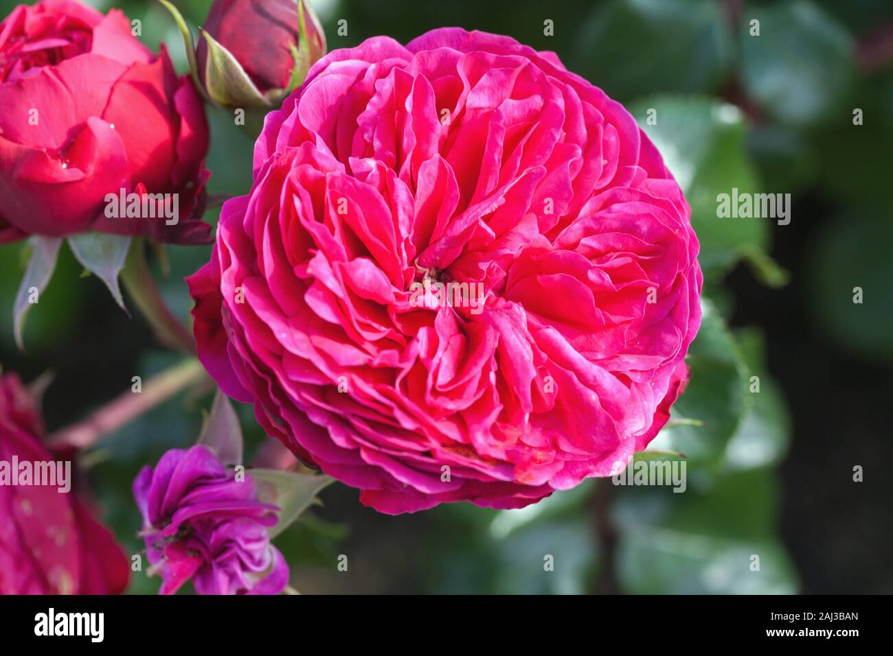 Rose rose, macro photo de fleur de jardin sélective avec soft focus Banque D'Images Rose rose, macro photo de fleur de jardin sélective avec soft focus Banque D'Images