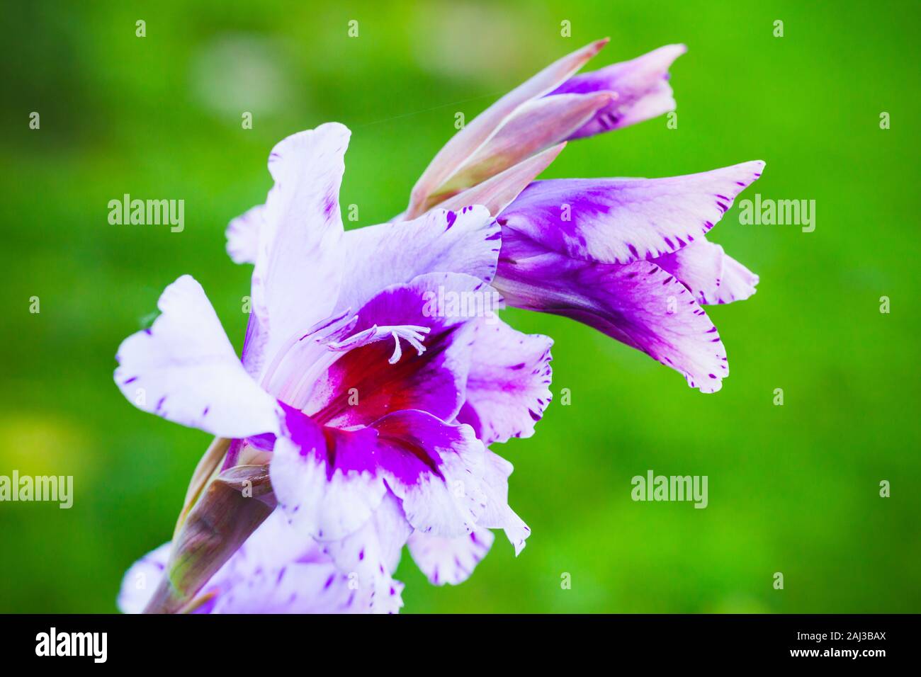 Bright purple white sword lily fleur glaïeul ou floue sur fond vert Banque D'Images