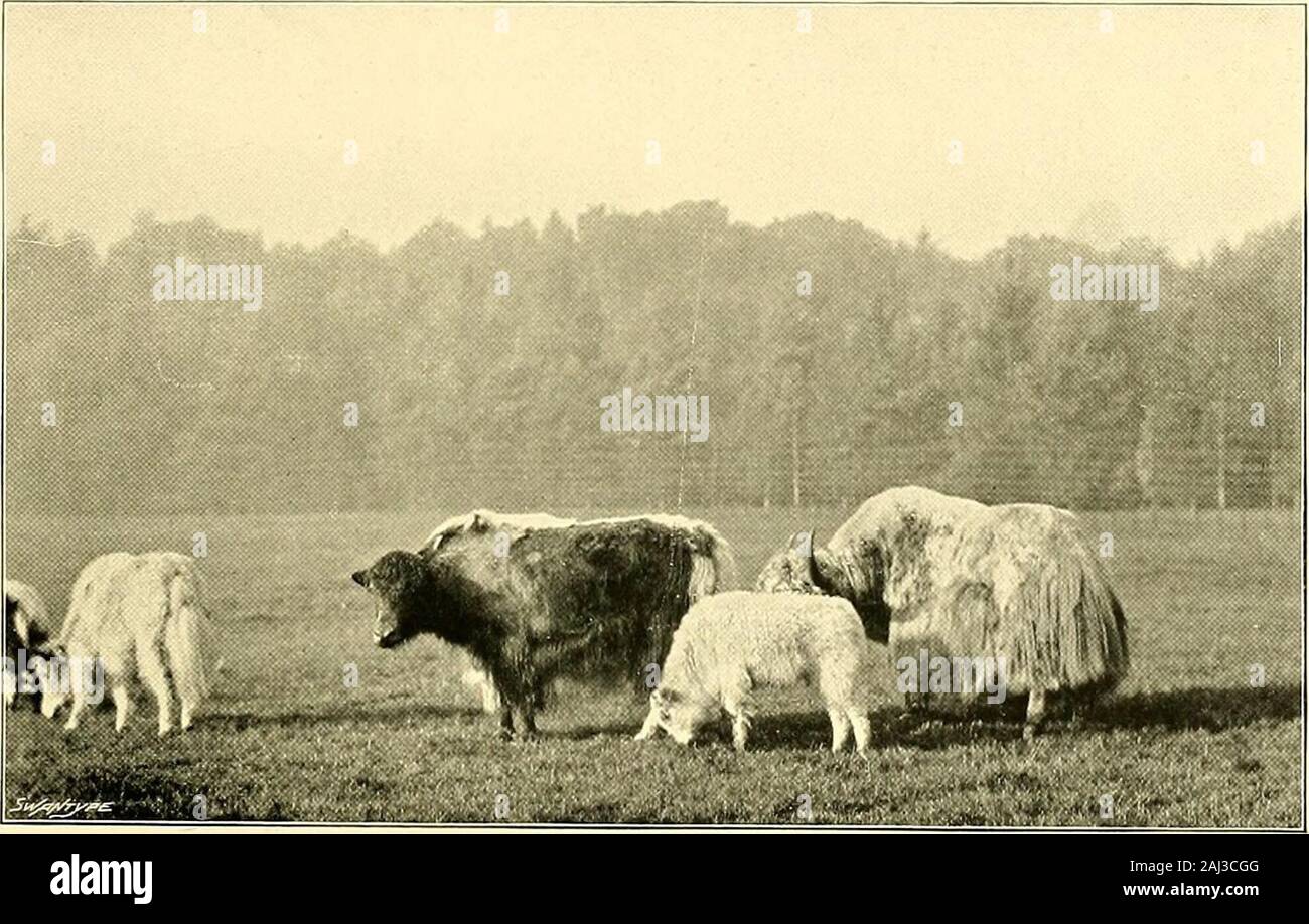 Le grand et le petit gibier de l'Inde, la Birmanie, et le Tibet . domesticatedbreeds (dont la description originale a été prise) sont concernés, l'attribut en question est très distinctif de l'animal. Ing-Accord, cependant, pour les comptes de naturalistes modernes et les voyageurs,les grognements pratique est strictement limité à la races domestiquées, le Yak sauvage poussant pas d'un tel son. Il a donc été proposé de considérer ce dernier comme une espèce distincte, sous le nom de mut//s ; butthis semble tout à fait inutile d'un raffinement dans la nomenclature, et le mostthat serait justifiable dans ce sens je Banque D'Images