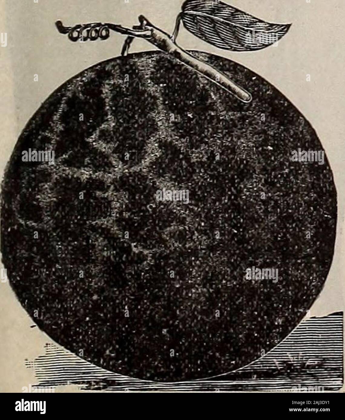 Livingston's seeds : 1902 'true blue' . sont en mesure de le tenir à M. Zimpler s niuh idéal. C'est un splendidvariety pour le marché, en particulier là où les racines sont vendus mucn buncnes beingof m, plus souhaitable que toute forme de l'Hollow Crown ou Cupvarieties. C'est tt t swpi, doux, très blanc, et ne peut pas la queue à l'anymarketer s'il vous plaît. Les prix des services postpayés Pkt., lOc ; oz., iSc ; 2 oz., 2Sc. ; &gt;4 lb., 40 C. ; Il., 1,20 $. M. B. Barker, Allegheny Co., Pa.- ioir Zimjmr wereraysiiccrf^,Par nps.:fil la.&lt;f .^rasoii, et les gens étaient fous de l'époque). ^ J-ningfor lièvre bten ganle tliirtii-Jire ymrs et jamais ha Banque D'Images