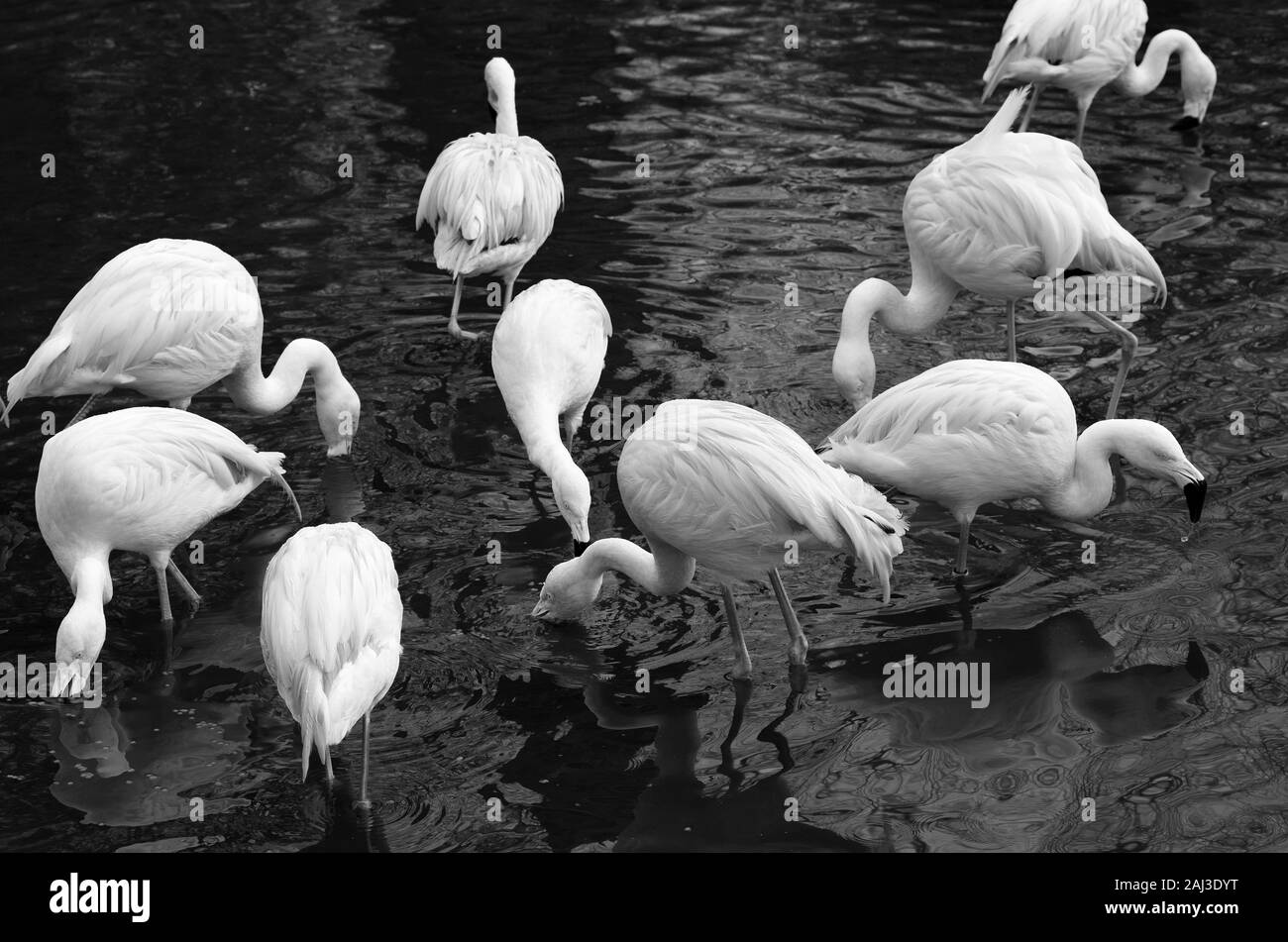Image en noir et blanc de flamants roses dans l'eau Banque D'Images