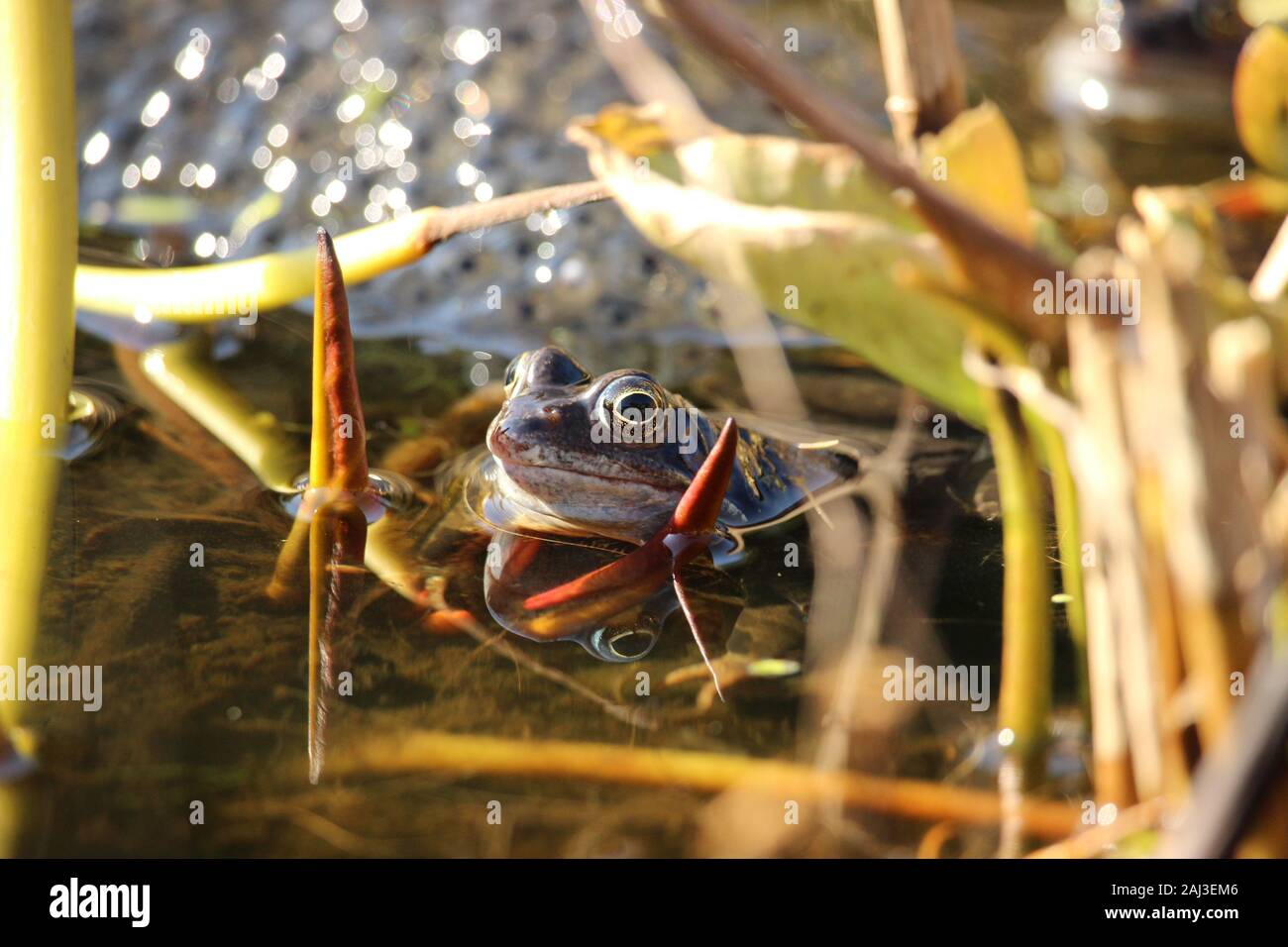 Grenouille commune adulte la protégeant c'est la descendance ( fraye de grenouille ) Banque D'Images