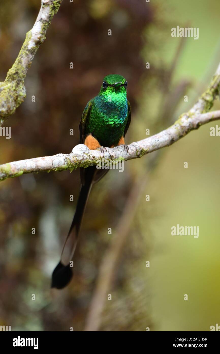Démarré un racket-tail colibris (forêt amazonienne Banque D'Images