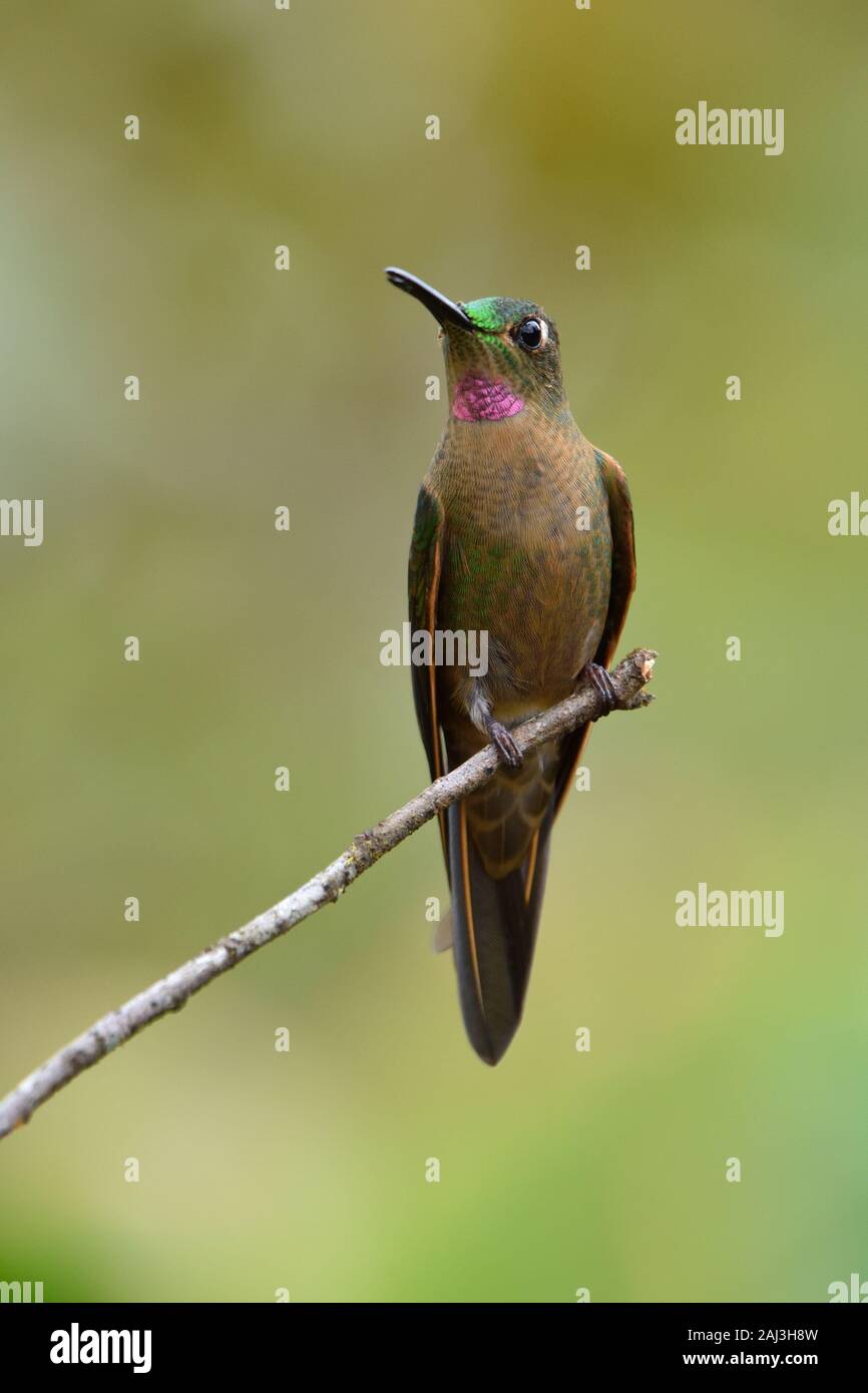 Un colibri Brillant fauve dans la cluodforest péruvienne Banque D'Images