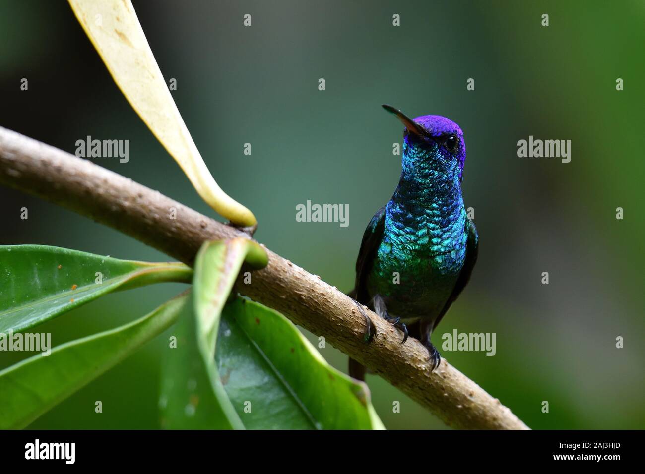 Un Saphir à queue d'or dans la forêt amazonienne Banque D'Images