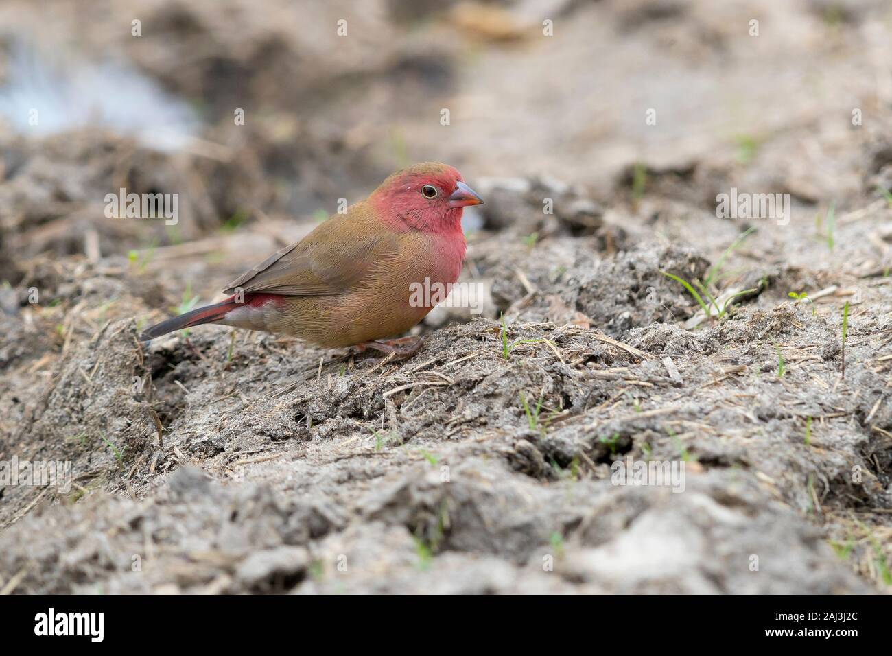 Red-billed Firefinch (Lagonosticta senegala) mâle adulte, debout sur le sol, Mpumalanga, Afrique du Sud Banque D'Images