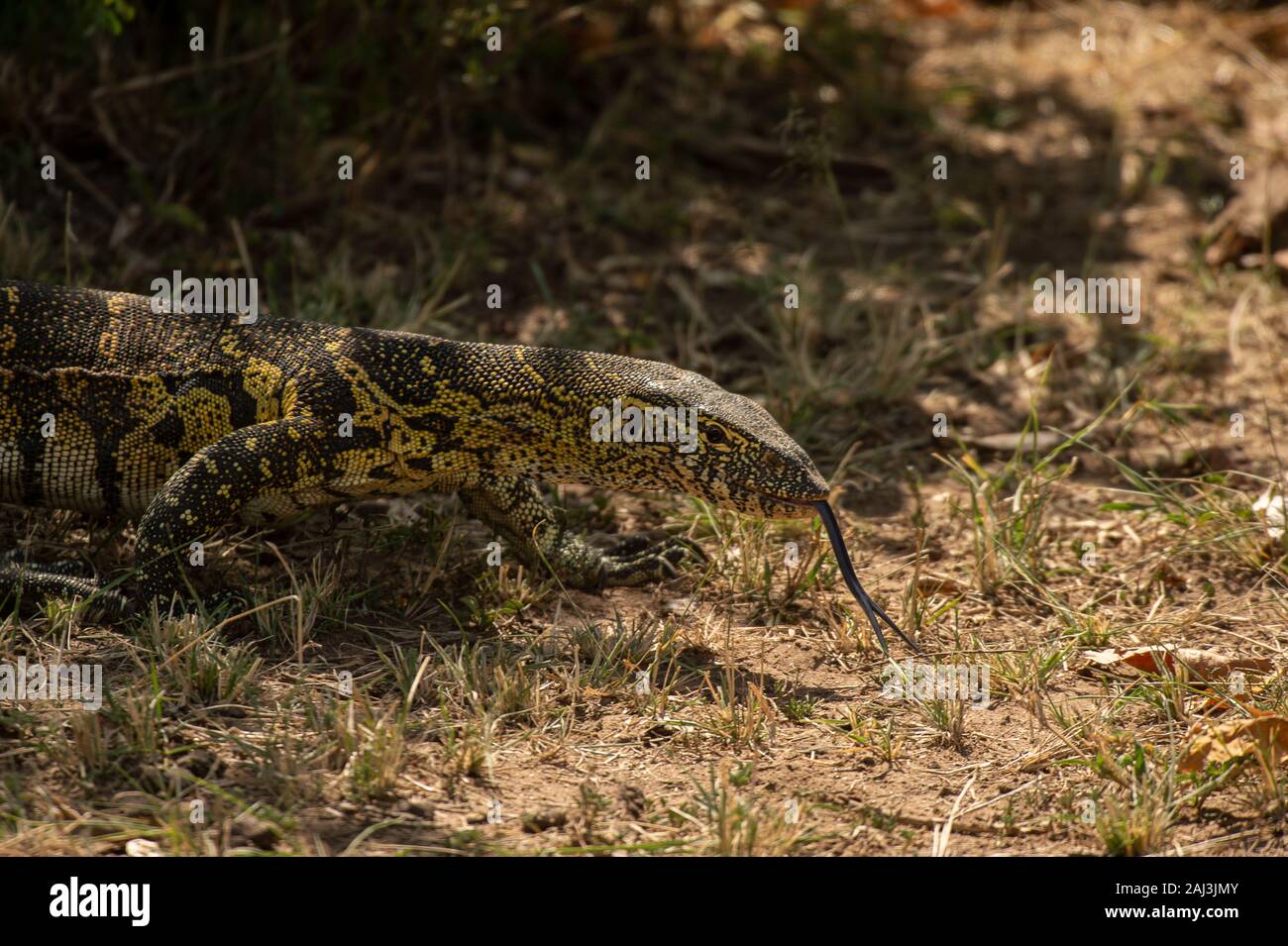 Moniteur du Nil, Varanus niloticus, Varanidae, Masai Mara National Reserve, Kenya, Africa Banque D'Images