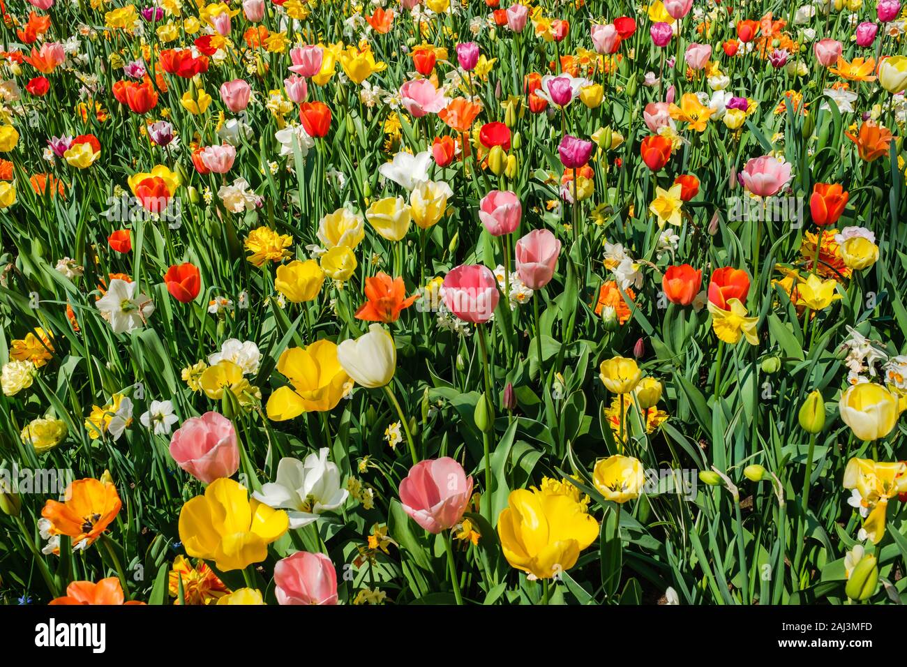 Top View close-up de magnifiques fleurs colorées des tulipes et des jonquilles. Lit fleur tulipe tulipes Keukenhof Néerlandais dans jardin avec différents types de tu Banque D'Images