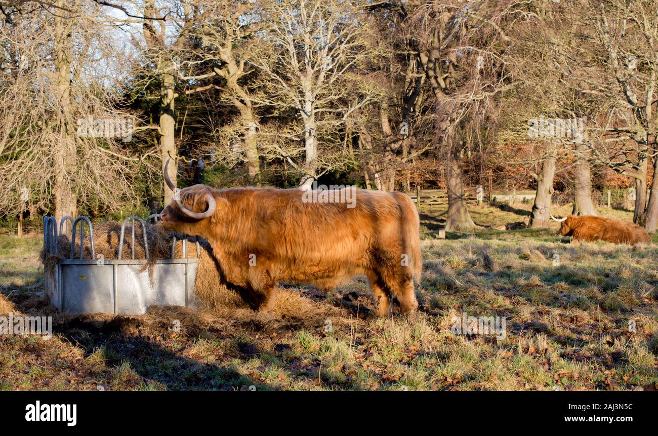 Au Highland cattle Mortonhall estate, Édimbourg, Écosse Banque D'Images