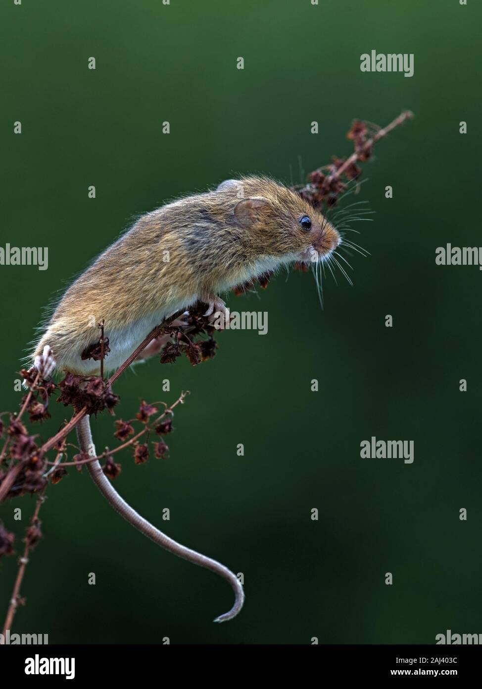 Souris d'Eurasie Banque D'Images