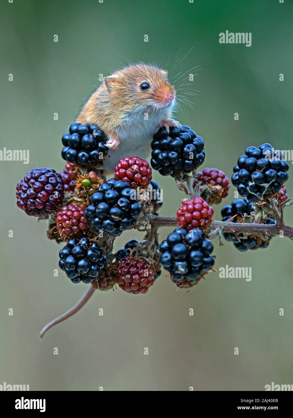 Souris eurasien sur les framboises Banque D'Images