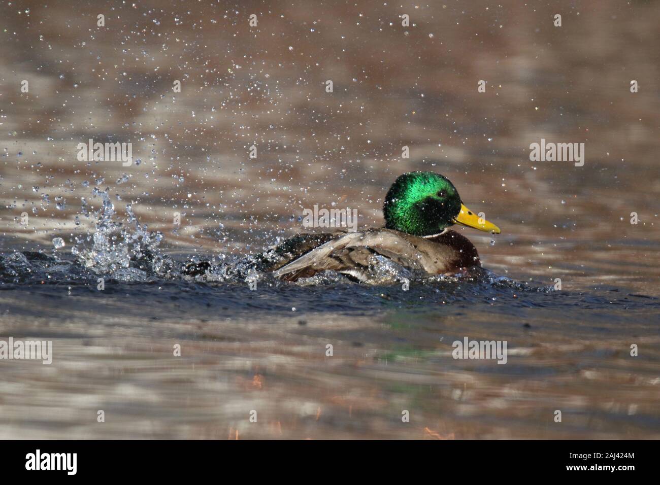 Un canard colvert mâle s'éclabousser dans l'eau à l'uropygienne plumes des ailes Banque D'Images