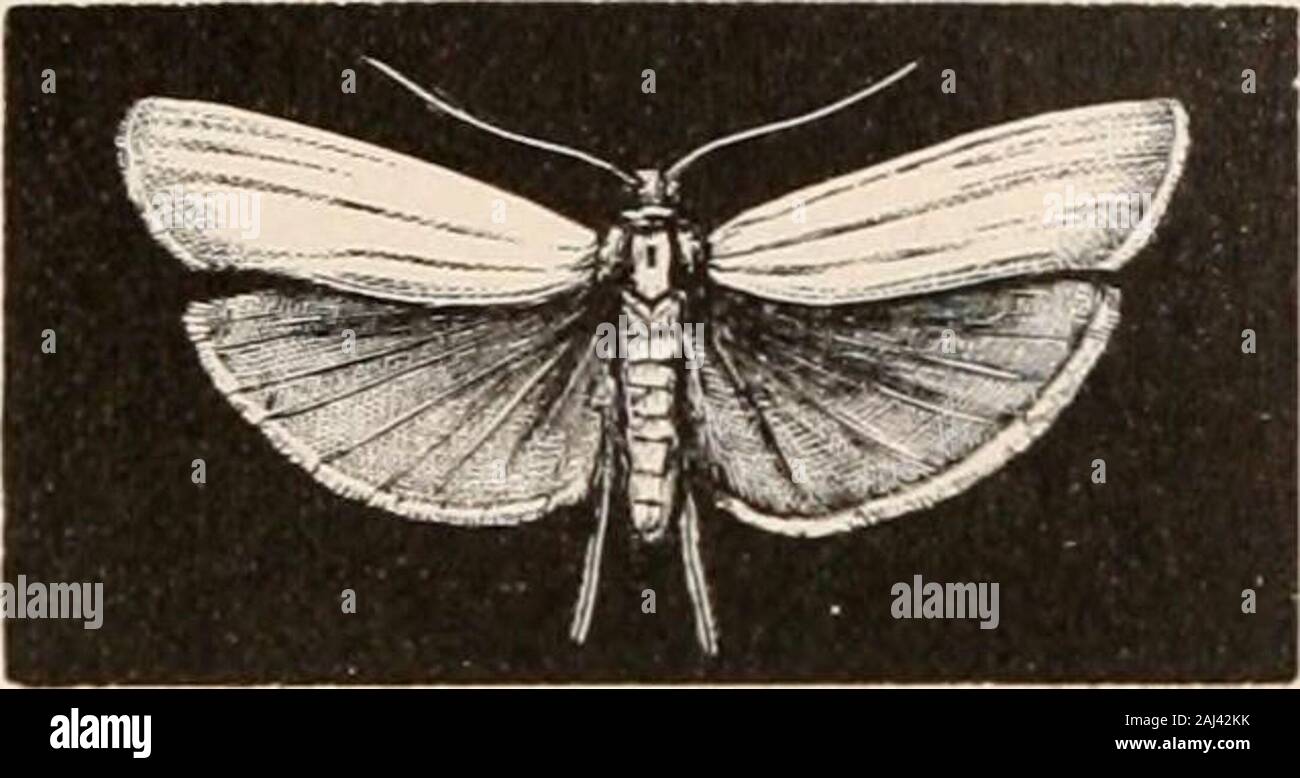 Guide pour l'étude des insectes, et un traité sur les nuisibles et bénéfiques pour les cultures : pour l'utilisation des collèges, écoles, à l'exploitation agricole et les agriculteurs . mince. La larve ? Arecylindrical et couverte de poils courts, spinulated. Certains d ne faites pas patiner les cocons, pour autant que nous le sachions, la pupe de cro-cota être trouvés sous les pierres avec la peau de larve séché stilladhering à l'extrémité de l'abdomen. Lfthosia argiUacea,Pack est de couleur ardoise, jaune et palpi writh pro thorax. La base des ailes et l'extrémité de l'abdomen sont jaunâtres. Lfthosia casta Sanborn (Fig. 214) est une espèce non BOMBYCID Banque D'Images