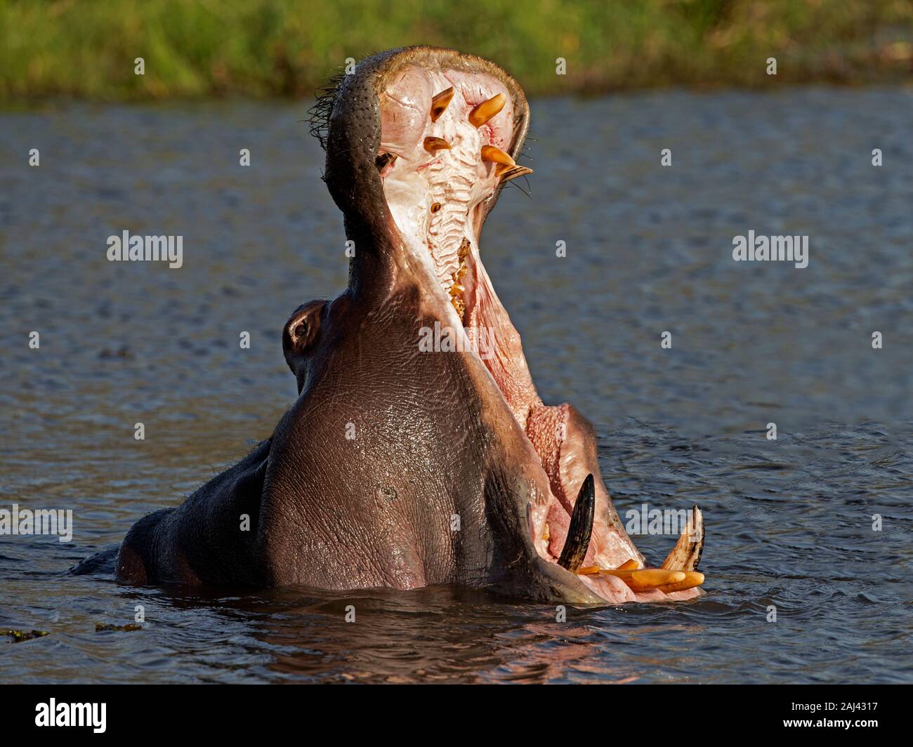 Le bâillement d'hippopotame commun Banque D'Images