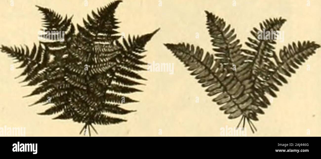 La fleuriste américain : un journal hebdomadaire pour le commerce . •* FlfiP LAUREL BRANCH, par grappe de 0,50 $ par livre de buis, 20 pulvérisations LEUCOTHOE, par centaines 100 Green et de sphaigne, le baril 1,00 I.VRATA, ce qui en fait un excellent substitut lor décorations pour juin. Siège également (ou toutes les fournitures fleuristes,tels que les asclépiades, Fil broderie, fil coupé,toutes sortes de lettres. Immortelles, CycasLeaves, gerbes de blé, de rubans, de Ju-gated Boîtes de toutes sortes etc. HENRY IW. ROBINSON & CO., L.D. Téléphone principal7618. Sans frais 8 Province St., Boston, Massachusetts. FAMCY aussi dague en denier Gros L. B. BRAQUE, HINSDSLE^ N Banque D'Images