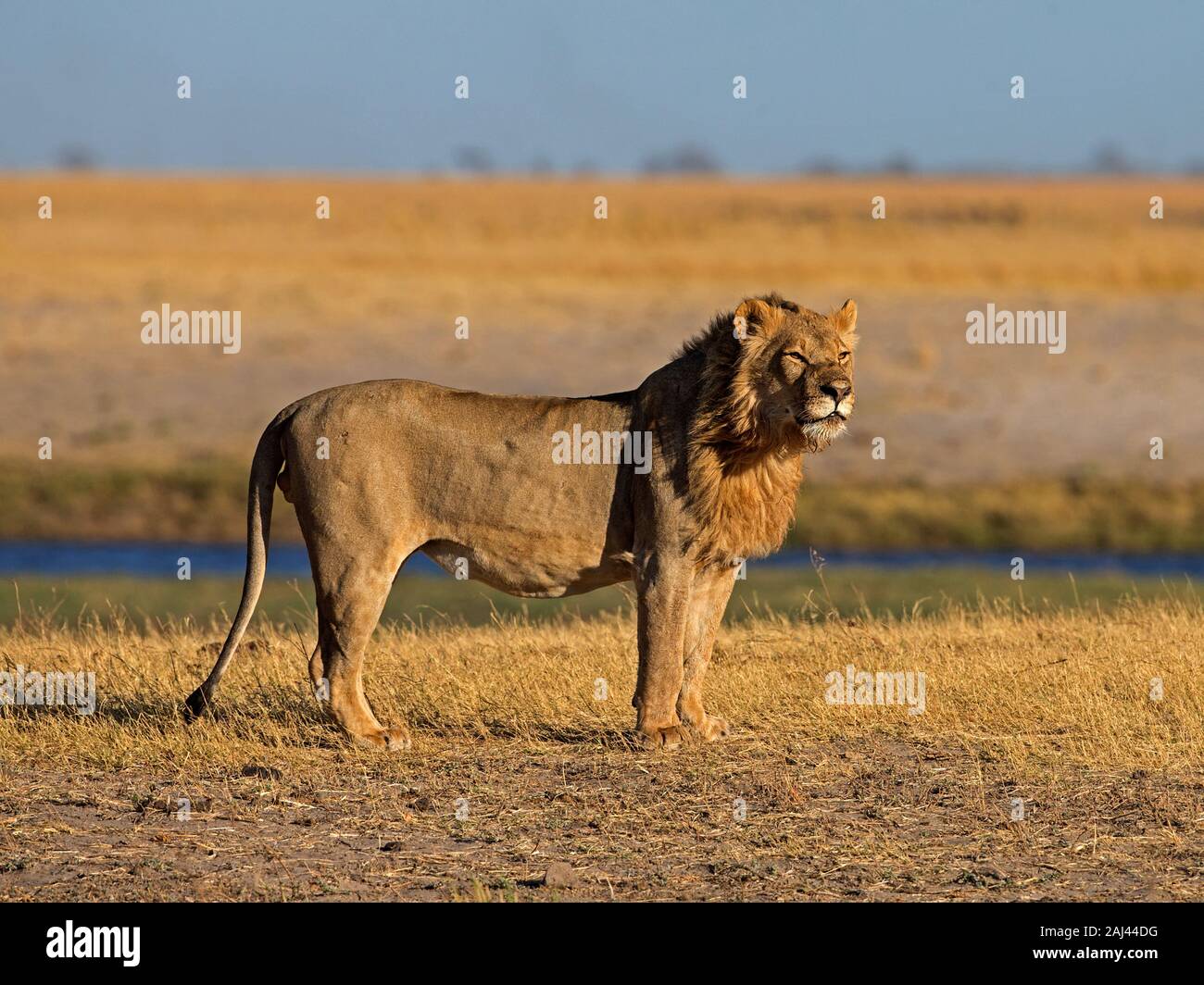 Homme Lion debout Banque D'Images