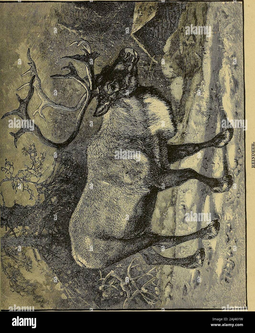 Histoires de personnes et lieux en Europe . Une hutte lapone.. 48 personnes et lieux en Europe. Le parquet de boue avec une petite plate-forme sur les côtés pour s'asseoir ou sleepupon. Un tas de pierres pour une cuisinière et un trou dans le haut de la cheminée d'un hutfor. Un pot pour leur viande dans le ragoût et quelques bols en bois et hornspoons sont sur les meubles ou ustensiles qu'ils possèdent. Les murs sont souvent décorés de fre-biliaires des chevreuils le lait et fromages en forme de muffin. Le plus joli article dans une tente est la petite Lapons berceau pour le bébé. Il isoften couverts à l'extérieur de feutrine verte ornée de tissu Banque D'Images Histoires de personnes et lieux en Europe . Une hutte lapone.. 48 personnes et lieux en Europe. Le parquet de boue avec une petite plate-forme sur les côtés pour s'asseoir ou sleepupon. Un tas de pierres pour une cuisinière et un trou dans le haut de la cheminée d'un hutfor. Un pot pour leur viande dans le ragoût et quelques bols en bois et hornspoons sont sur les meubles ou ustensiles qu'ils possèdent. Les murs sont souvent décorés de fre-biliaires des chevreuils le lait et fromages en forme de muffin. Le plus joli article dans une tente est la petite Lapons berceau pour le bébé. Il isoften couverts à l'extérieur de feutrine verte ornée de tissu Banque D'Images