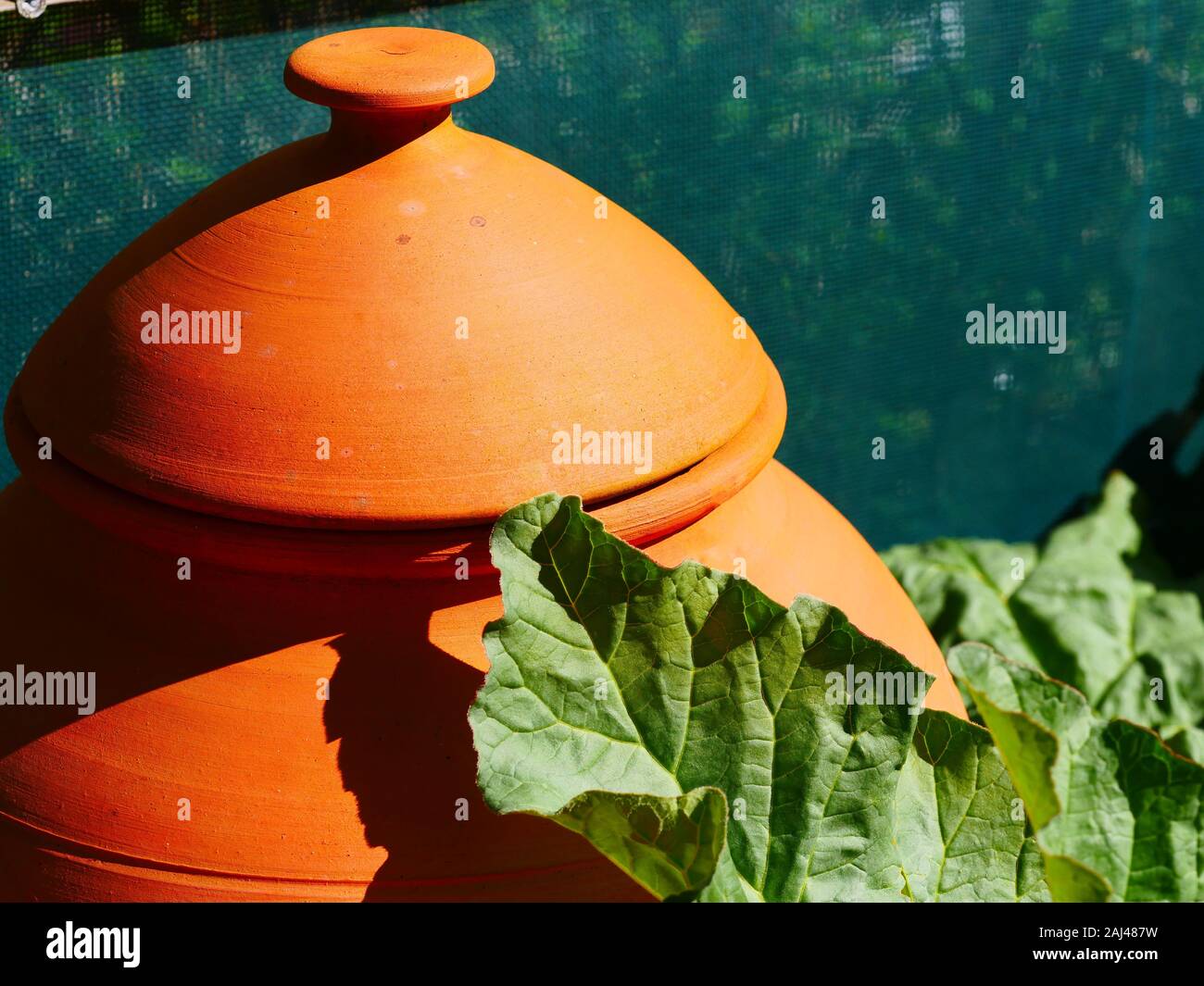 Pot en terre cuite, la rhubarbe Banque D'Images