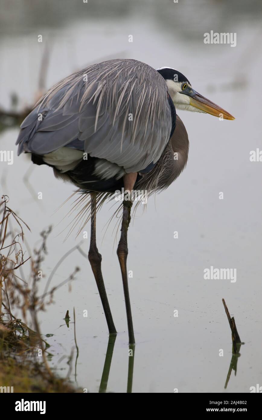 Le Great Blue Heron tient la cheville dans l'eau comme elle Réfléchit à son prochain repas Banque D'Images