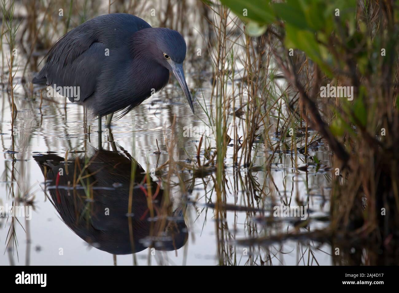 Le petit héron bleu traque sa proie dans le marais parmi Les herbes Banque D'Images