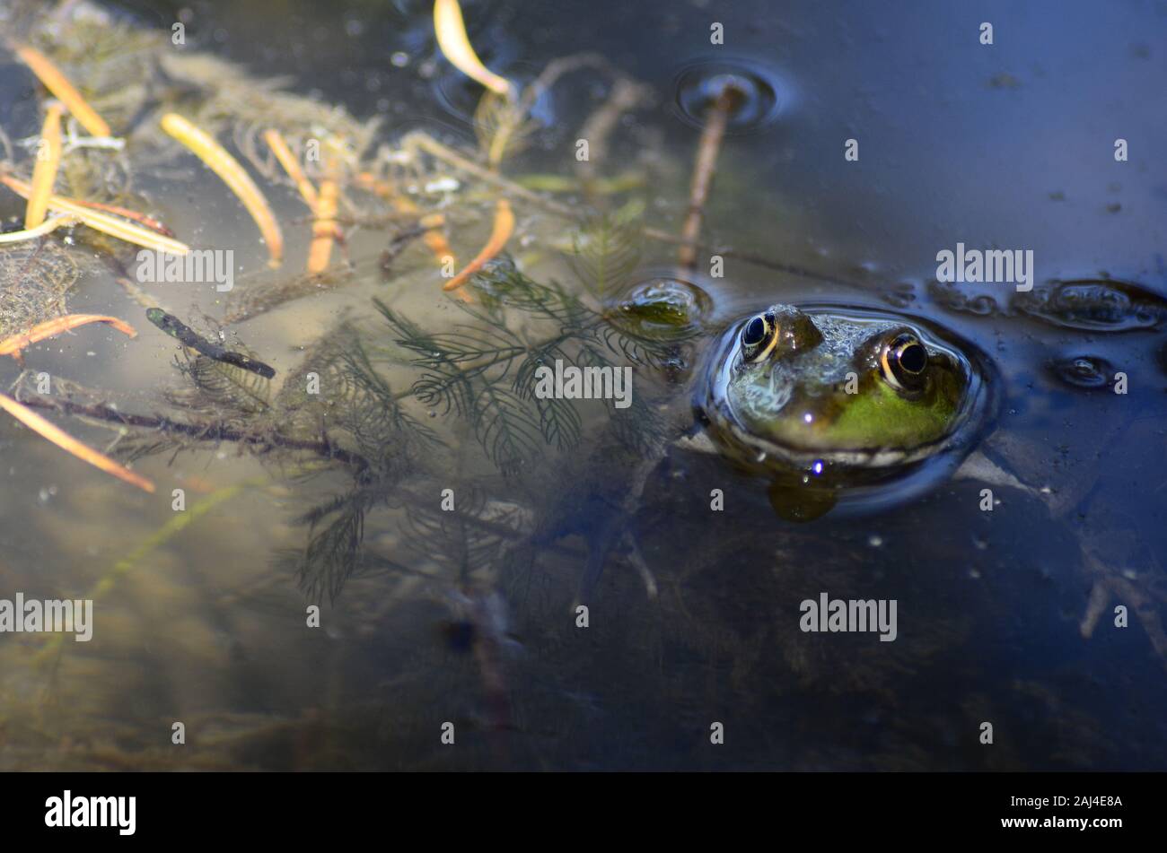 Grenouille rieuse Banque D'Images