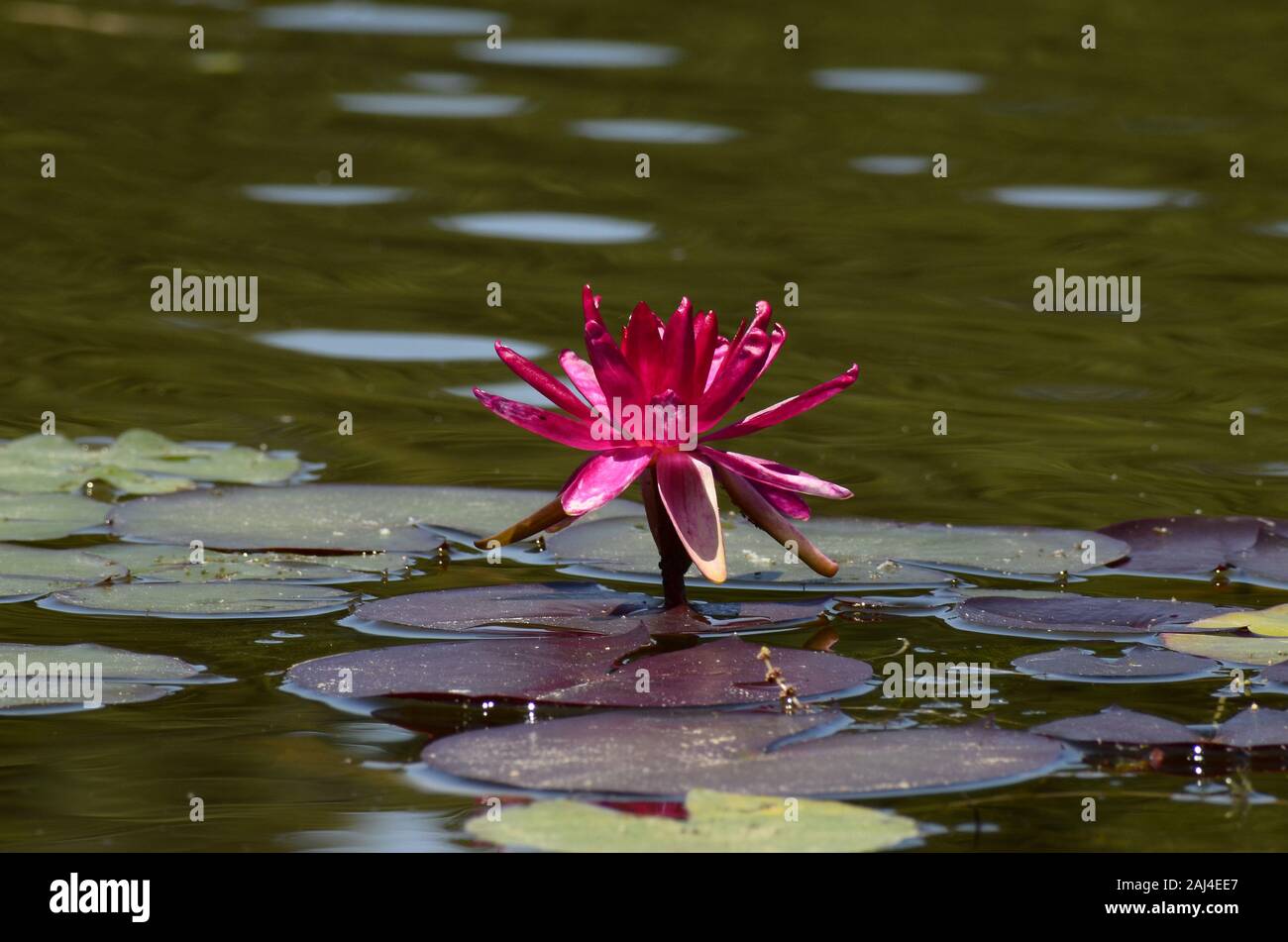 Fleur llotus Banque D'Images