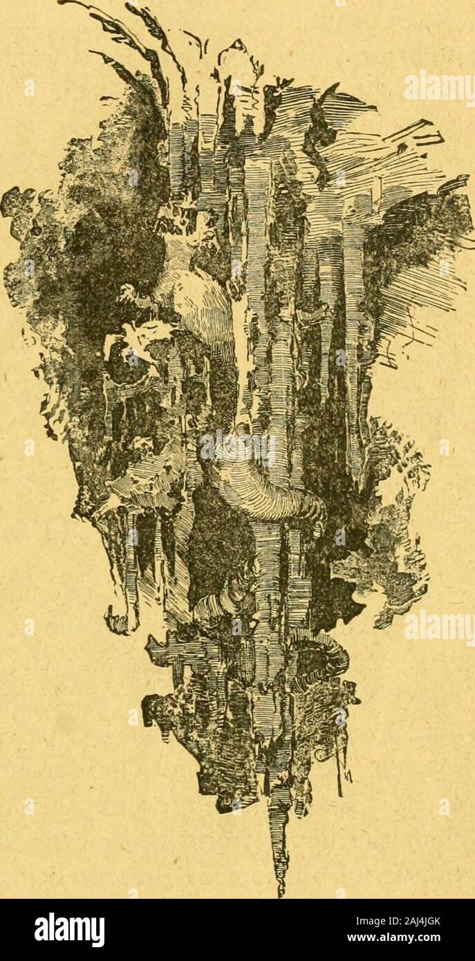 Les grottes de Luray : un guide illustré-livre pour les cavernes, expliquant la manière de leur formation, leurs qualités, leur géologie, chimie, etc. . f Le Chaos est beengiven. E r e b u s.-Clamberingover ruinsin un énorme tas de Hall géants, andmounting à envisager une mesure de hauteur à l'aide d'aladder theroute, nous pénétrer à l'Erebus. Sur curiousformations ourway Ave trouver beaucoup d'admirer.Parmi ces jouets, l'maybementioned d'andlateral helictitic informatique acluster vers le haut §* croissance recueillies sur l'un stalactitic coluTurning cital de nous^ieway à trouver à partir de ce moment difficile et toErebus diffi-cu Banque D'Images