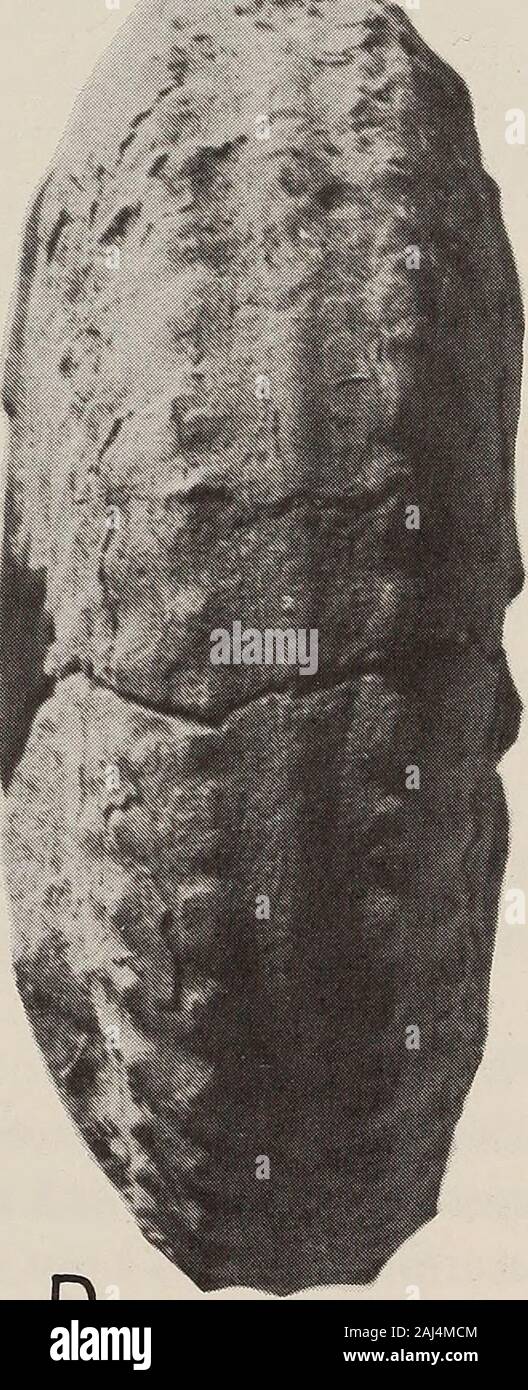 Annales du Musée de l'Afrique du Sud  = Annale van die Suid-Afrikaanse Museum . J'^^^^X f. Fig. 186. Submortoniceras woodsi woodsi. Holotype SAM-5451. x 1. 244 ANNALES DE LA SOUTH AFRICAN MUSEUM Dimensions D Wb Wh Wb : Wh U Int, Ext Holotype 78,0 39,1 38,5 30,5()(49,3) 0,79 ?25 % - 35 Z1875 325,0 - 115,0(35,4) - - 29 30 Z1138 294,0 27,2 105,0 80,0()(35,7) 0,76 115,0 39,1(3135) à 57,5 198,0 29,0) 76,5 (38,6) 69,0 (34,9) 0,75(2441 PCZ5897 226,0 74,0 92,0 32,7) (40,7) 74,0 (0,80) 32,7(2534 PCZ5884 262,0 76,0 29,0 100,0)((38,2) 90,0 34,4 (0,76) 25 30 90,0 270,0 PCP5716(33,3) 108,0(40,0) 0,83 87,0 32,2) 28(3 Banque D'Images