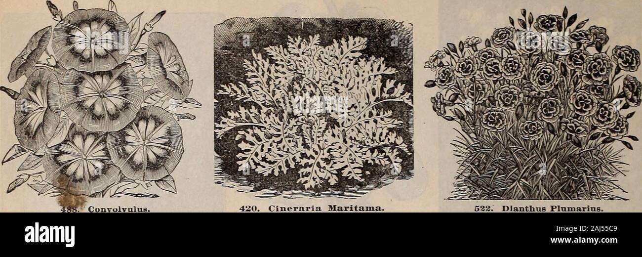 Rawson W.W & Co les semenciers / W.W Rawson & Co. . nt à nouveau Englandgrowers Cette souche est très tôt. Semence à l'heure habituelle produit des plantes qui fleurissent en juillet et rester jusqu'au gel. Meilleur Cosmos mixte hybridus. Meilleures variétés mélangées la mariée. Rose blanc pur 05467 Mammouth Crimson Cosmos. À partir de la Californie. Bien mélanger.. .05.05.05 .05.05.05.10.06.30 .10..10 .10 .OB 06,10 464 Cosmos hybridus. Meilleures variétés mélangées 0.&gt ; 465 la mariée. Blanc pur 05 466 05 467 Rose 468 .05 Crimson Cosmos Mammouth. À partir de la Californie. Bien mélanger.. .10 CYCLAMEN. Green-house. Un genre d'élégante de l'hiver et au printemps Banque D'Images