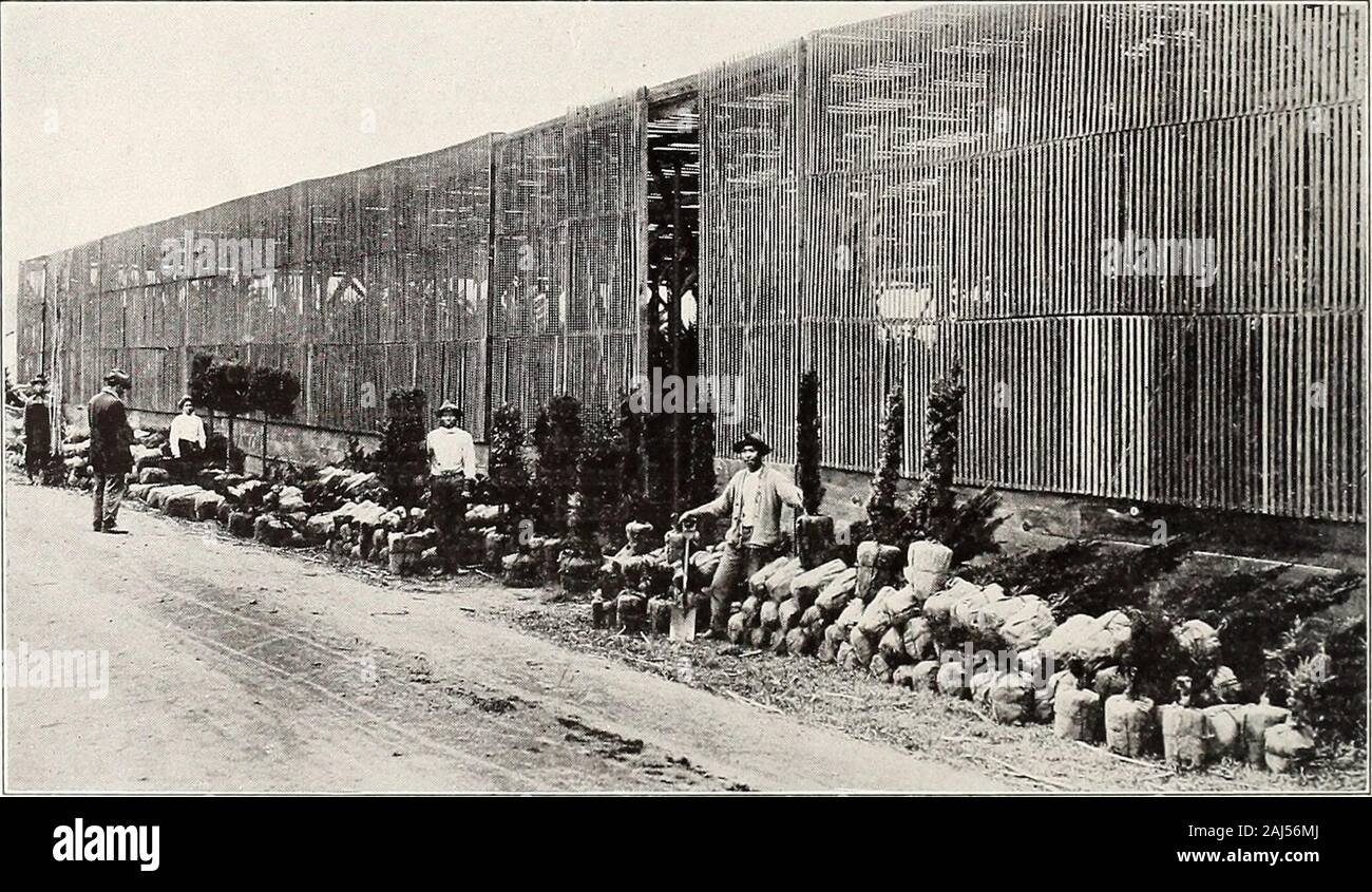 Liste des prix de gros de printemps 1918 : pour les pépiniéristes seulement .. iptica balled IY2 à 23 00 25 00 C. speciosa imperialis. balled 13^ au 23 00 25 00 C. speciosa variegata. motte de 2 à 3 3 50 30 00 C. Goulet. balled IY2 à 2 2 50 20 00 sandankwa VIBURNUM (C. ellipticum). balled .. 4 à 5 12 50 3 à 4 boules 10 00 V. tinus. LAURUSTINUS. motte de 3 à 4 10 00 75 00 V. tinus lucidum (L. grandiflora). 5 à 612 504 à 510 003 à 4 750 V. tinus strictum (L. rotundifolia). balled 5 à 6 10 00 75 00 AESCULUS carnea. CHESTNUT. Floraison rouge Hauteur cheval en pieds par 10 par 100 .... 10 à 12 12 50 1000 Banque D'Images