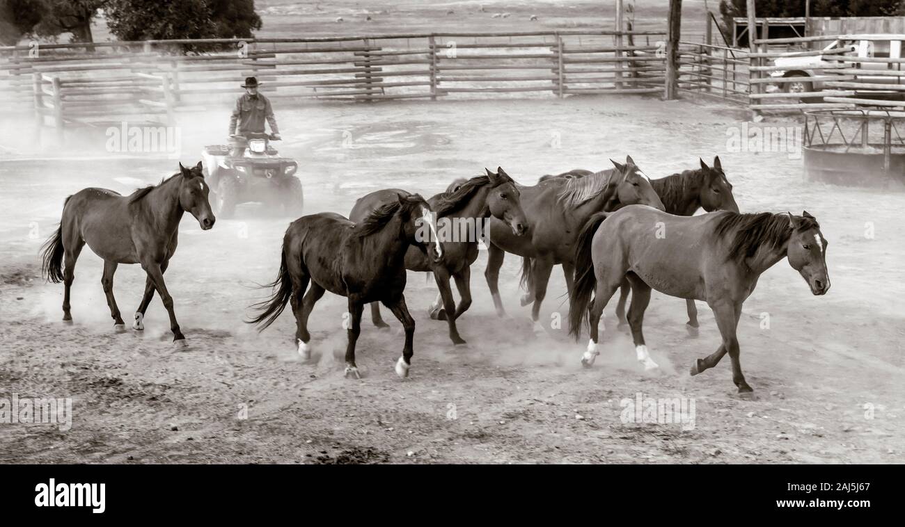 WY04145-00-BW...WYOMING - Buckingham Ord déménagement chevaux hors de l'enclos de la façon moderne à la Willow Creek Ranch. MR n° B20 Banque D'Images