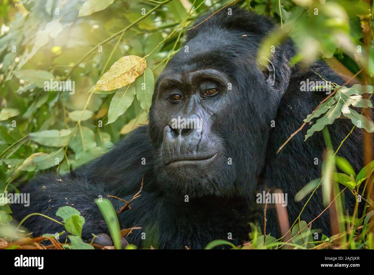 Portrait d'un dos argenté sauvage gorille de montagne (Gorilla beringei beringei) en Ouganda. Banque D'Images