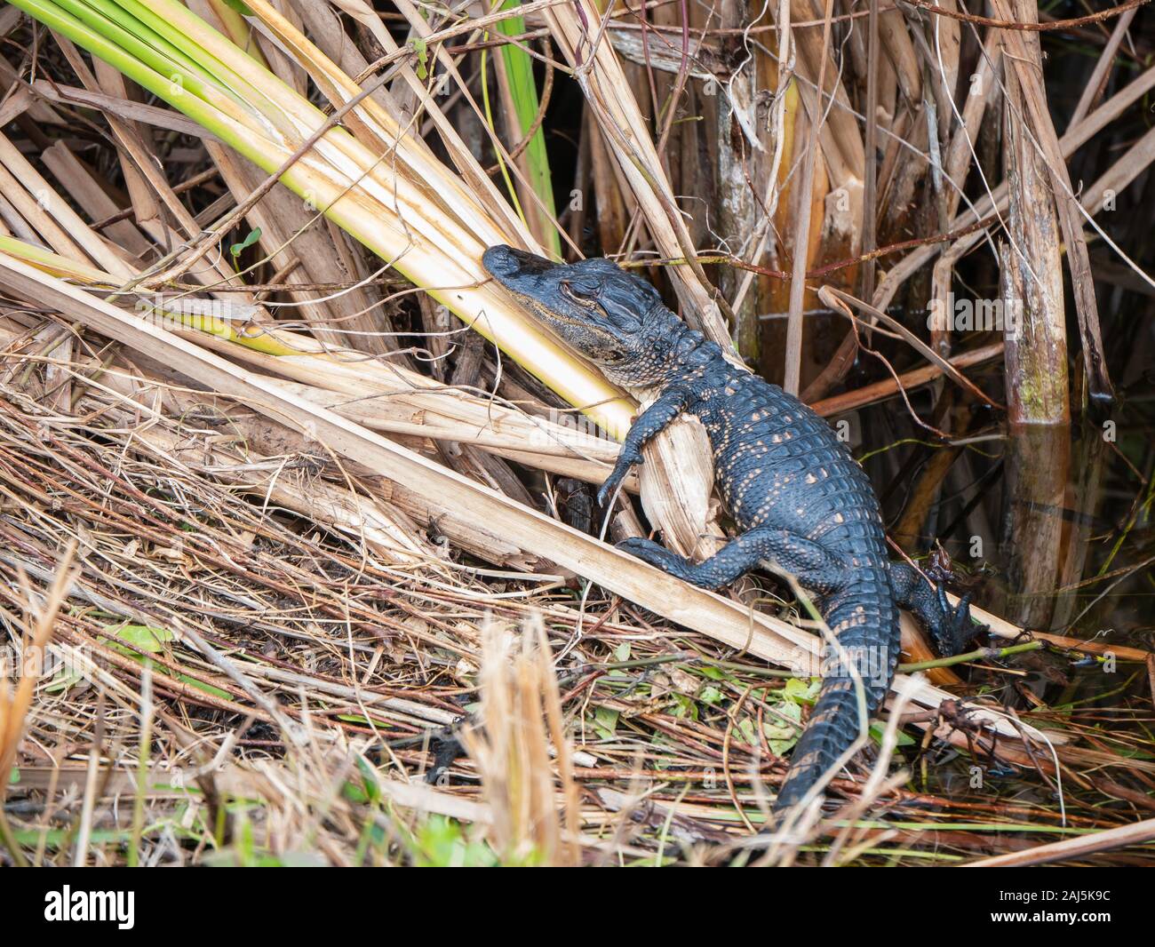 Sleepy baby Alligator, Alligator mississippiensis, dans le parc national des Everglades, Miami, Floride, USA Banque D'Images