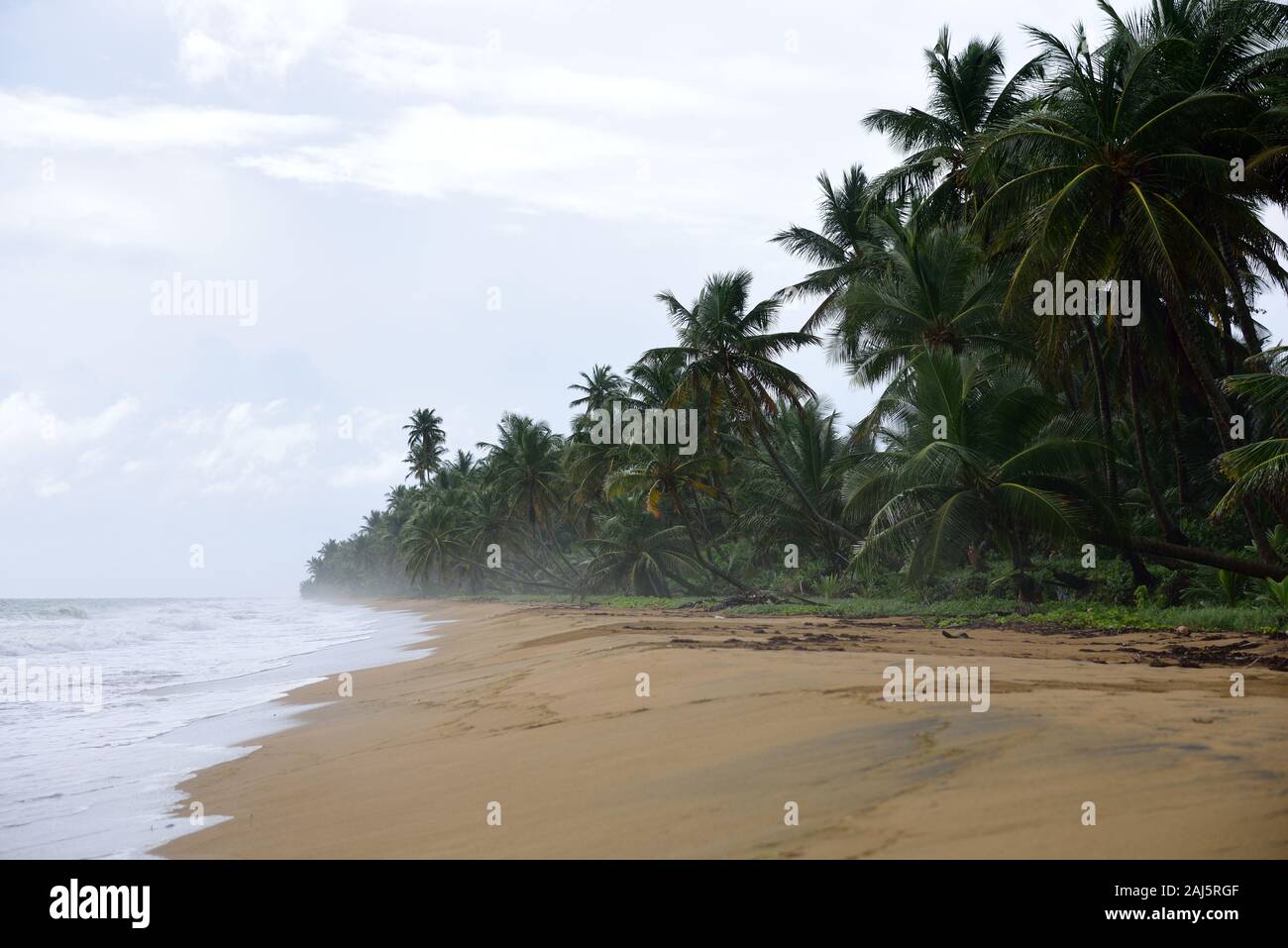 Misty sandy tropical beach et cocotiers, Playa Punta Tuna, Porto Rico Banque D'Images