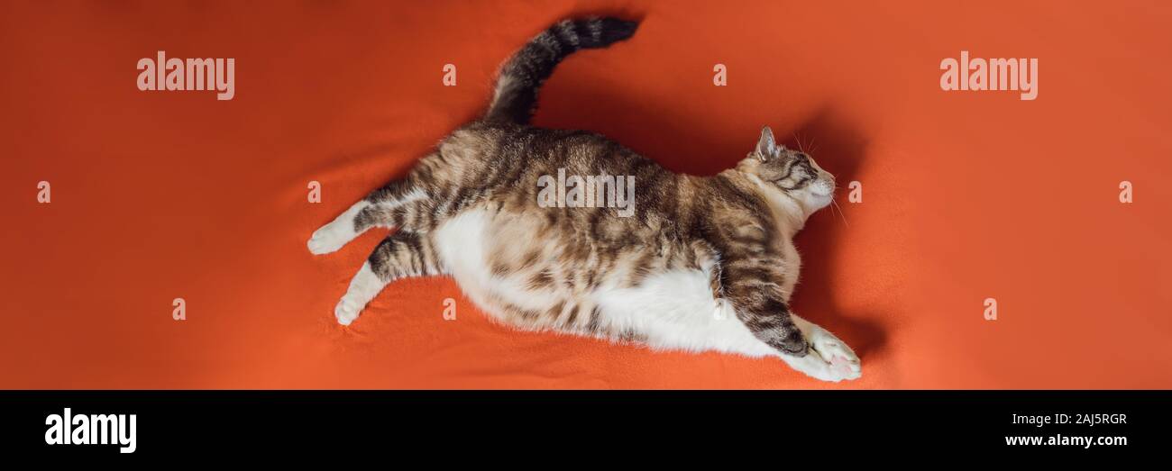 Tres Gros Chat Est Obese Se Trouve Sur Une Couverture Orange Banner Format Long Photo Stock Alamy Tres Gros Chat Est Obese Se Trouve Sur Une Couverture Orange Banner Format Long Photo Stock Alamy