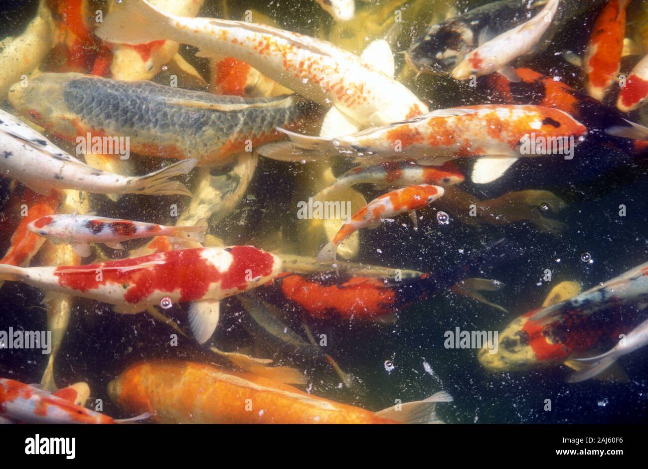 VARIÉTÉS COLORÉES DE KOI OU KOI JAPONAIS (CYPRINUS CARPIO) DANS UN ÉTANG À KOI EN PLEIN AIR, NEW SOUTH WALES, AUSTRALIE. Banque D'Images