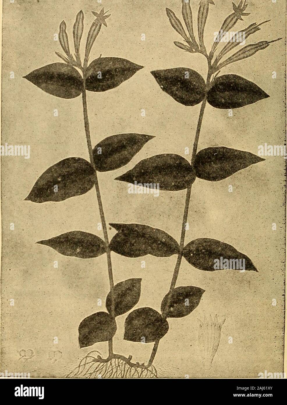 La pharmacognosie scientifique et appliquée destiné à l'usage des étudiants en pharmacie, comme un livre à la main pour les pharmaciens, et comme ouvrage de référence pour l'alimentation et des analystes et des pharmacologues . -Tschirch, Arch. d. Pharm., 1890, p. 203 ; Meyer, Wissenchaftliche Drogenkunde ; Kraemer, Proc. Am. Phil. Soc,1902, p. 174 ; Hill, Kew Bull., 1917, p. 121. Spigelia.-Pinkroot.-Le rhizome et les racines de Spigelia mari-landica (Fam. Loganiaceae), une herbe vivace indigène de l'thesouthern United States. Spigelia devraient être recueillies à l'automne,soigneusement séchées et conservées, et pas plus de deux ans. Descripti Banque D'Images