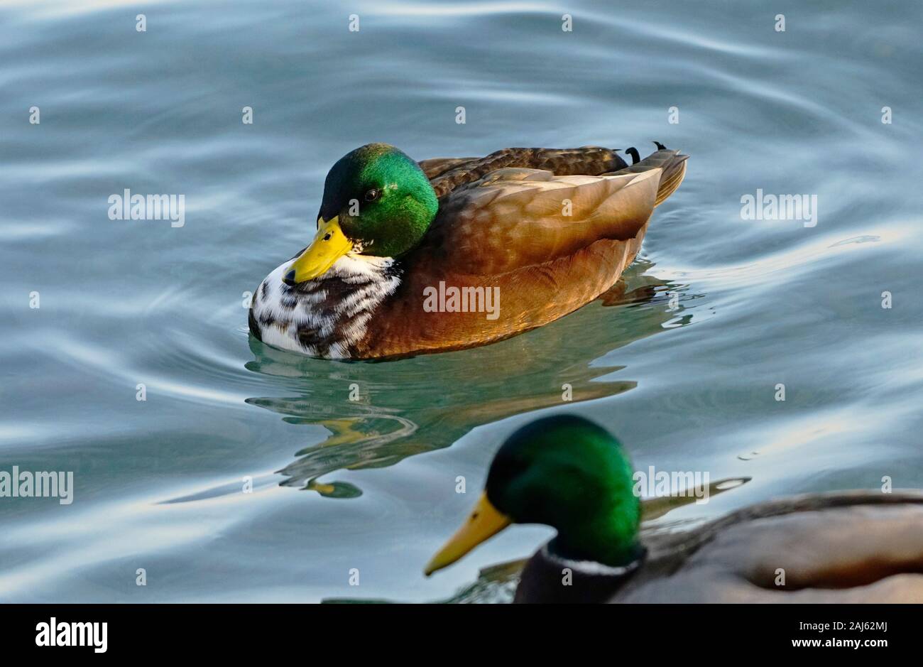 Canard colvert mâle hybride avec la poitrine tachetée de blanc et de brun, probablement rocé avec Canard pilet. Flou artistique normal Canard colvert mâle en premier plan. Banque D'Images