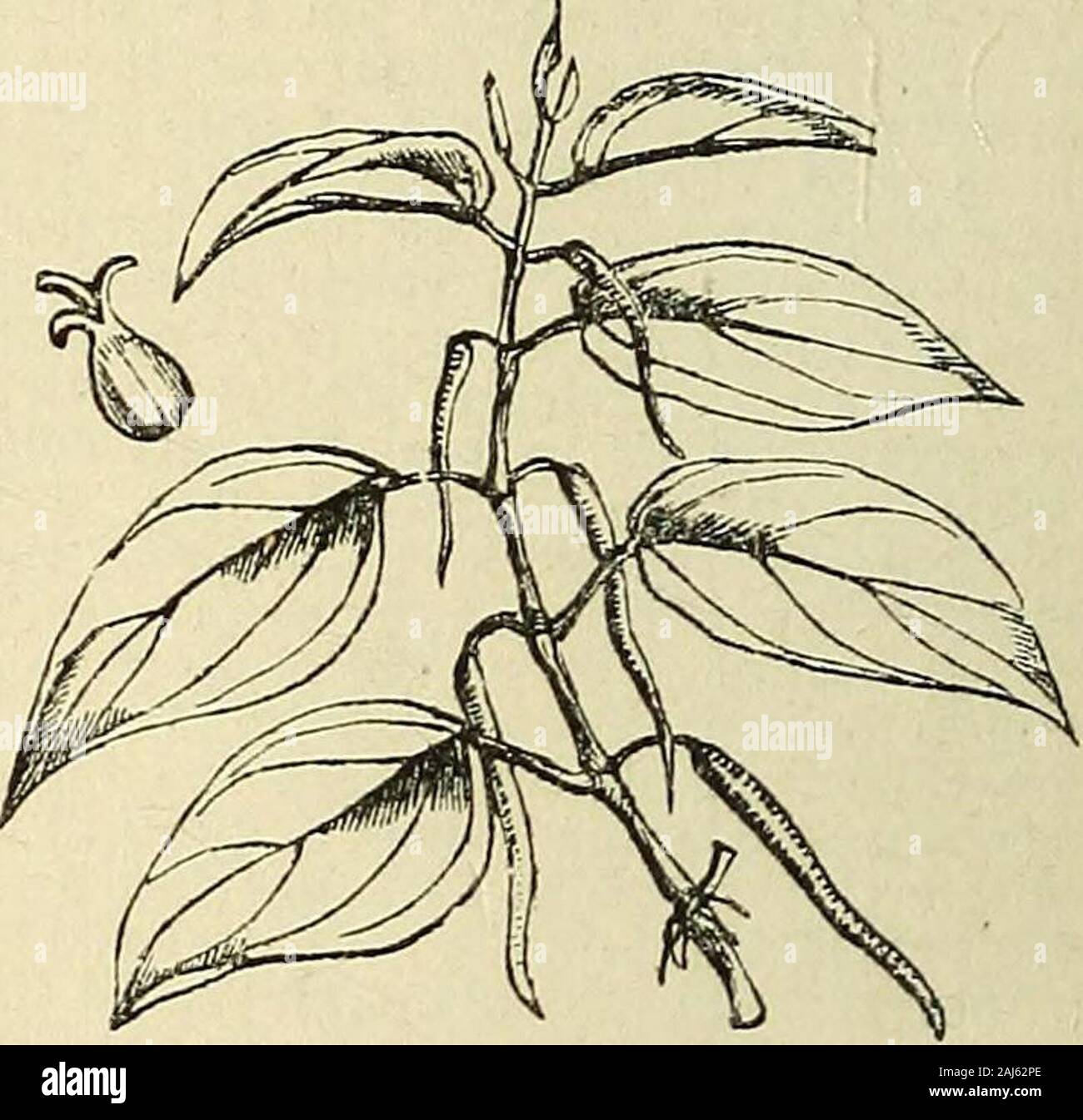 Le conseil du trésor de botanique : un dictionnaire populaire du règne végétal ; avec qui est constituée d'un glossaire des termes botaniques . isChate. CHAIJBARDIA. Un obscur genre oforchids, apparemment allié à Maxillaria.Il est dit d'avoir tout à fait l'habitude de chaudron. (Fr.) Narcissus Pseudo-Narcissus. . CHAULMOOGRA Les graines de gyno-cardia odorata. CHAUSSE-trappe. (Fr.) CentranthusCalcitrapa. CHAVICA. Un genre d'Piperacece, pro-réduction de deux usines importantes, à savoir, le poivre et le bétel theLong poivre. Thegenus se distingue de la PEP-vrai pers (Piper) par son unisexualflowers parfaitement, qui a Banque D'Images