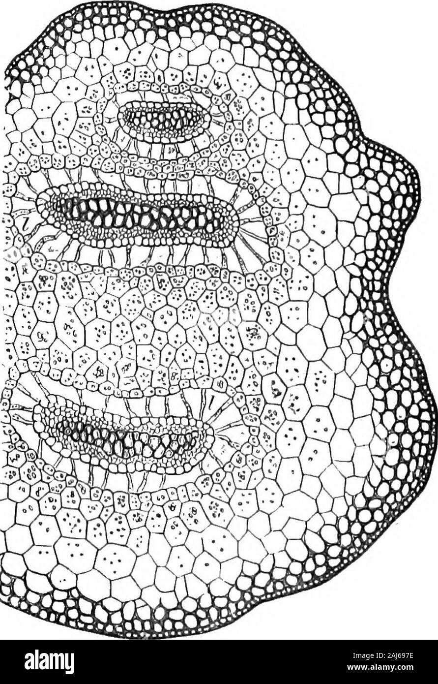 Le charbon ; son histoire et utilisations . lly se prosternent. Lorsqu'il est coupé dans un ou morevascular sont vu enfermé dans une masse d'cellulartissue, qui s'étend entre et autour d'eux du centre à l'épiderme. Chaque faisceau vasculaire est un encasedin gaine cellulaire spécial, avec l'ajout, dans Selagi-neUa, d'air environnant-espaces, et chaque ensemble de navires pour offfasciculi donne les feuilles. Pour convertir cette steminto que de Lepidodendron, le bundlesm vasculaire.ust unissent en un anneau, afin de joindre une moelle centrale-cavité ; ils doivent recevoir un tout nouveau cylindre externe andexogenous Banque D'Images