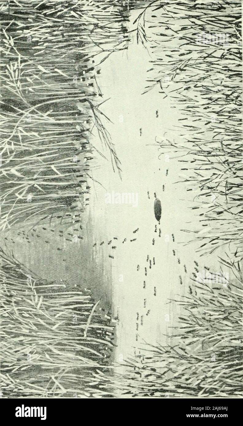 Artizans d'insectes et leur travail . 26 Plaque Caddis-fly et Caddis-cas. [Page 98 Un exemple de l'EIH à quatre ailes dont les larves aquatiques, construire des maisons mobiles, dont la forme et selon les espèces de builder. La partie supérieure sont des grains de sable cimenté, deux d'entre eux renforcé par de petits bâtons. La partie inférieure sont des morceaux de bois, feuilles et coquilles d'escargot. Photos de l'auteur.. - O7, à 3 h ? V 199 tailleurs et longueur, ne prévoit pas l'incrément dans la voie adoptée par la chenille de l'ClothesMoth. Les Caddis vers méthode set down onpaper peut ressembler étrangement à celui de Banque D'Images