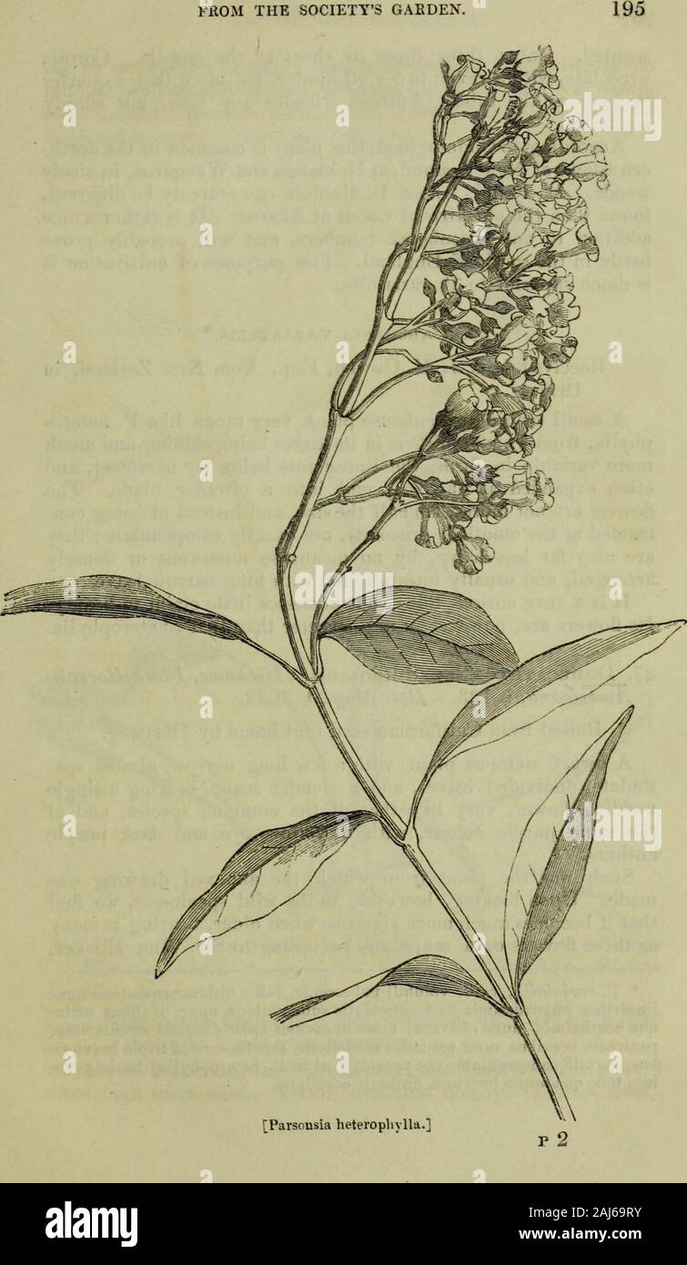 Le journal de l'Horticultural Society de Londres . atment que l'ancienne A. coccinea, et facilement augmenté par de petits rhizomes écailleux. Elle se développe sur 8 ou 10 pouces, inheight et fleurit de juin à août. Il est très beau. 25. Parsonsia heterophylla. Allan Cunningham, à An-nals d'Histoire Naturelle, tome II, p. 46. (P. albiflora, Raoul.) a soulevé en 1847 à partir de la Nouvelle-Zélande, a présenté les graines byJ. R. Gowen, Esq. Une des plantes de serre evergreen twining, la floraison abondante en mai et juin. Sont couvertes de fines tiges vers le bas, jaune pâle ; leavesleathery, vert terne, légèrement ondulées, duveteux, très variable d'informer Banque D'Images