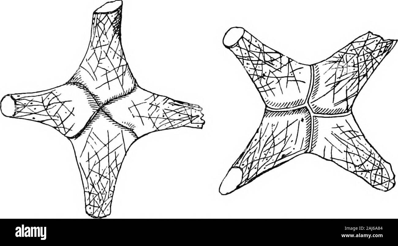 Le charbon ; son histoire et utilisations . les de toute la masse de racines sont parfois rencontré et thesehave été connus pour montrer sur le sous-type d'un côté ofseam ou suture, qui marque l'insertion de chaque mainroot sur la tige. Les quatre lignes de suture peuvent simplydecussate, ou les deux lignes d'un côté peuvent converger pour point adifferent des deux autres ; dans ce cas, une suture centrale droite court et relie les deux paires. Pas otherplant, récents ou combustibles, est connu pour présenter un comme fonction. Sigillarian sterna avec plus de quatre masses-areknown racine principale, et il est probable que le mode de division v Banque D'Images