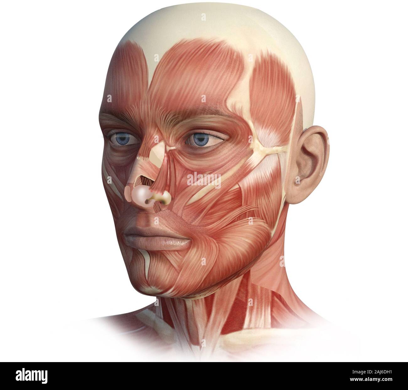 L'anatomie du visage, de la tête, illustration numérique Banque D'Images
