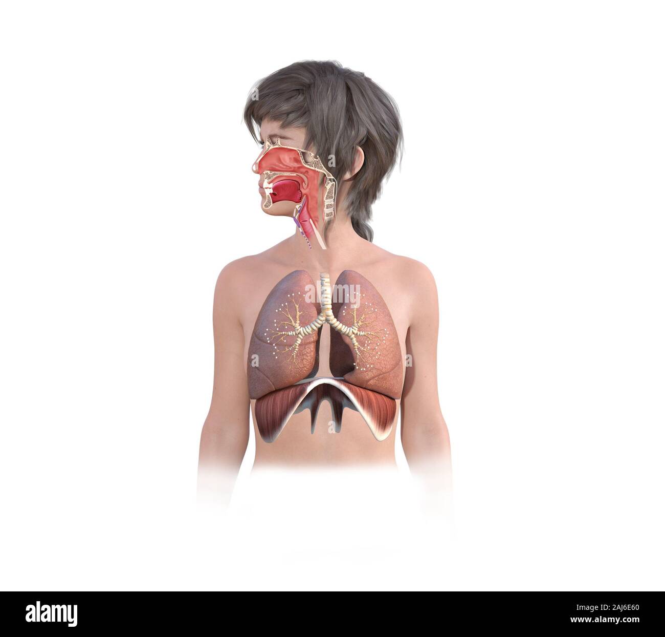 3D render of a female Système respiratoire Banque D'Images