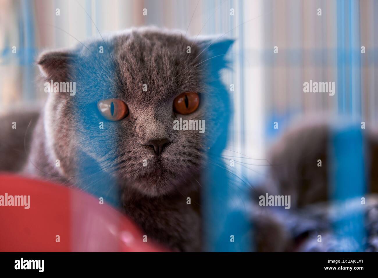 Un Chat Anglais A Poil Court Avec Des Oreilles Bleues Grises Repliees Dans Une Cage Photo Stock Alamy